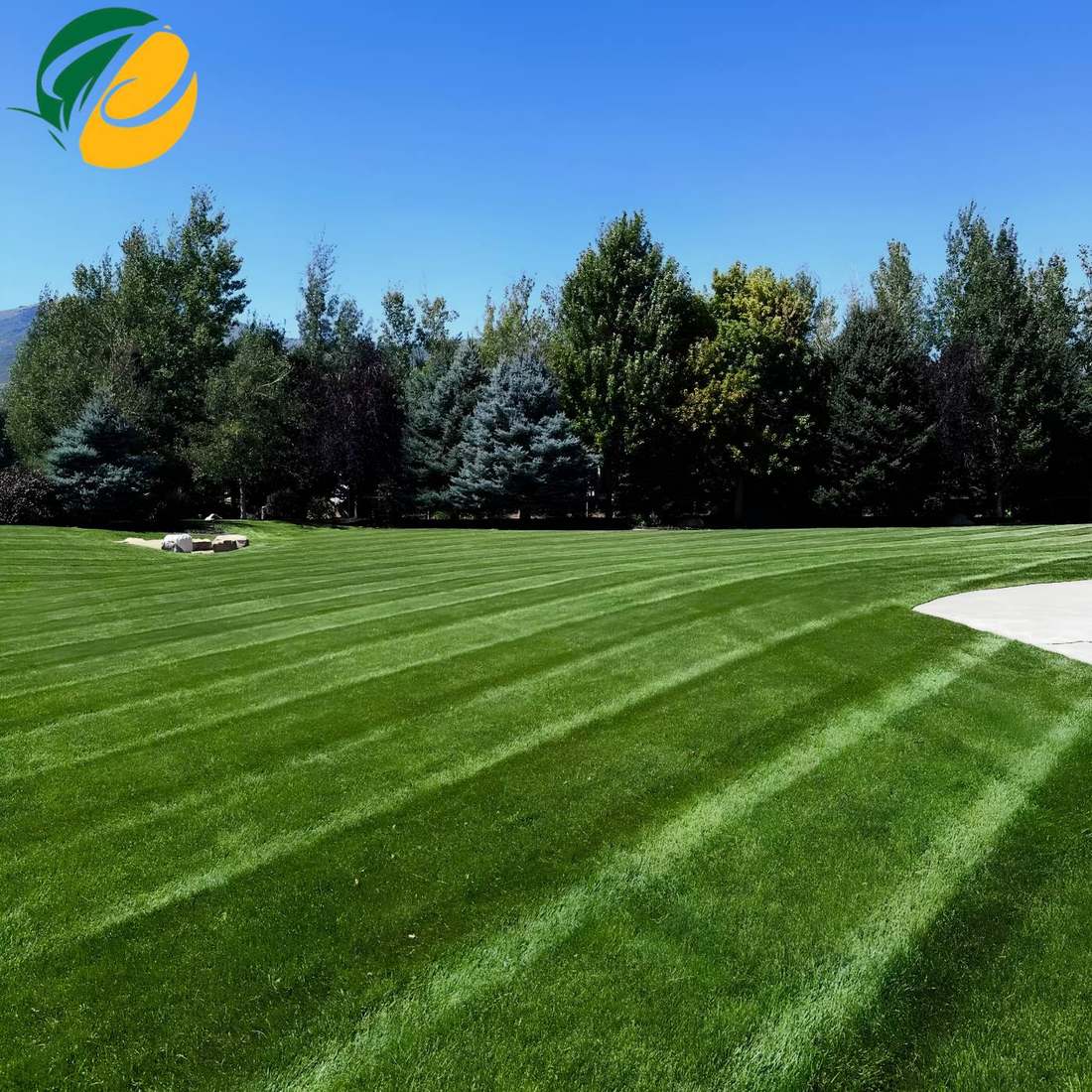 A freshly mowed lawn with clean, straight stripes